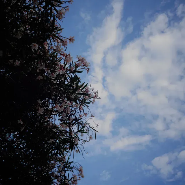 Portada con la silueta de un árbol frente a un cielo azul con nubes.